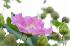 芙蓉 02