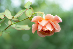 Autumn garden 07