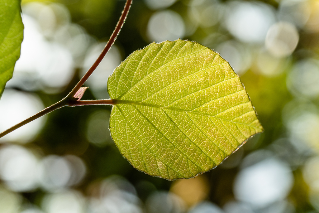 Leaf ＃18