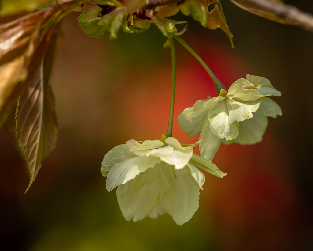 鬱金桜
