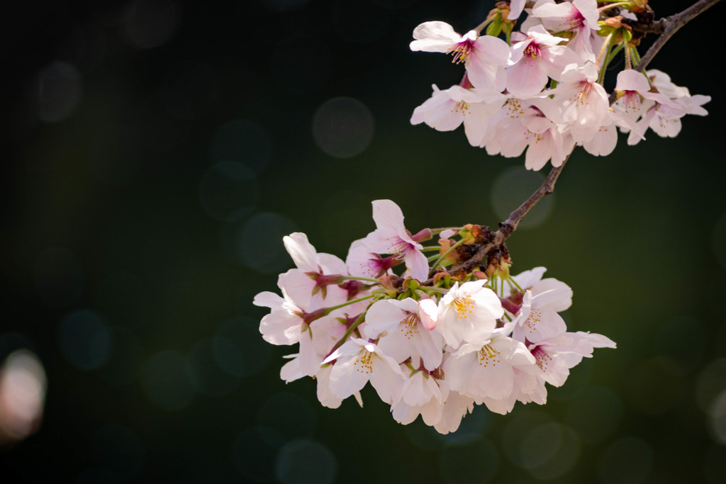 桜　夢見草 11