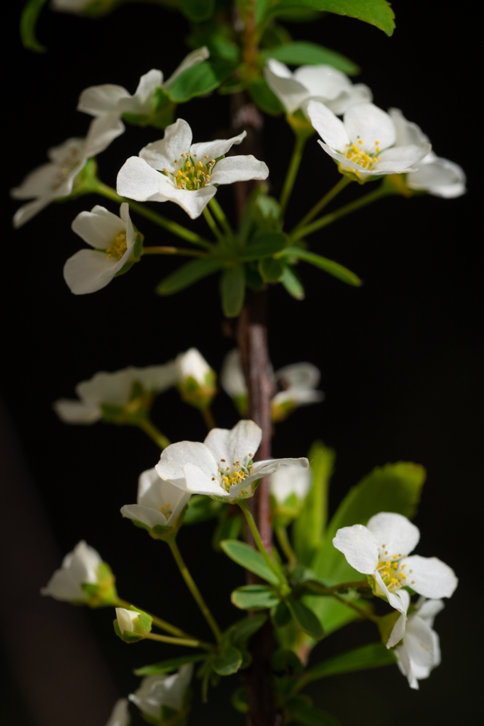 淑やかな春 #3　雪柳