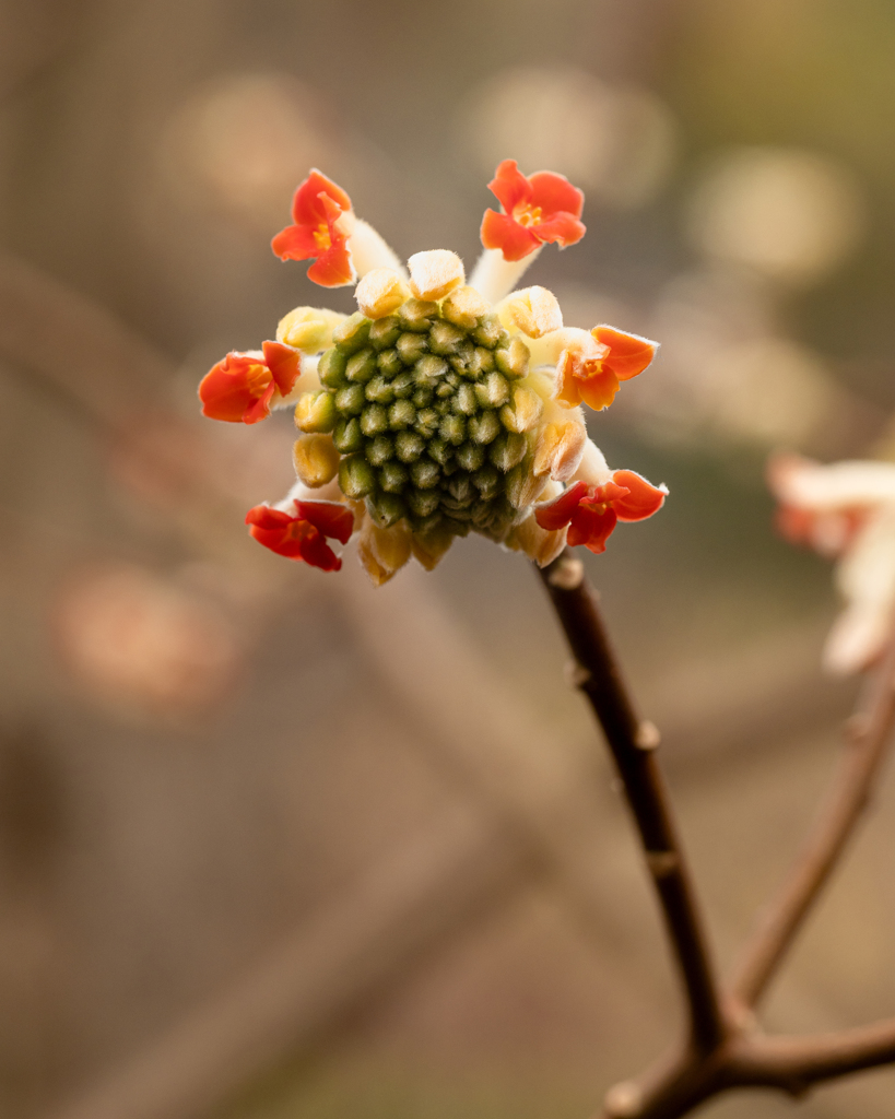 ほのめく春　赤花三椏（アカバナミツマタ）