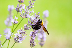 A Taste of Honey 03
