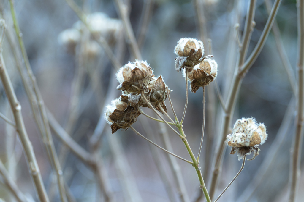 Winter Blue 芙蓉の実