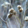 Winter Blue 芙蓉の実