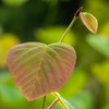 Leaf 07　トサミズキ