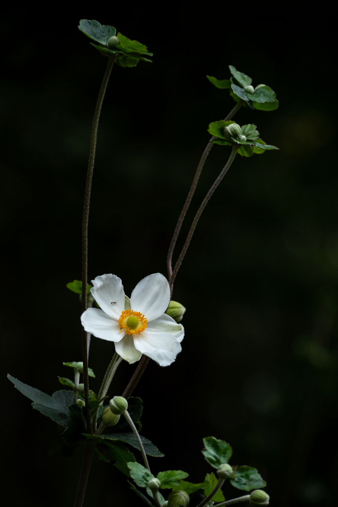 秋の戸口　秋明菊