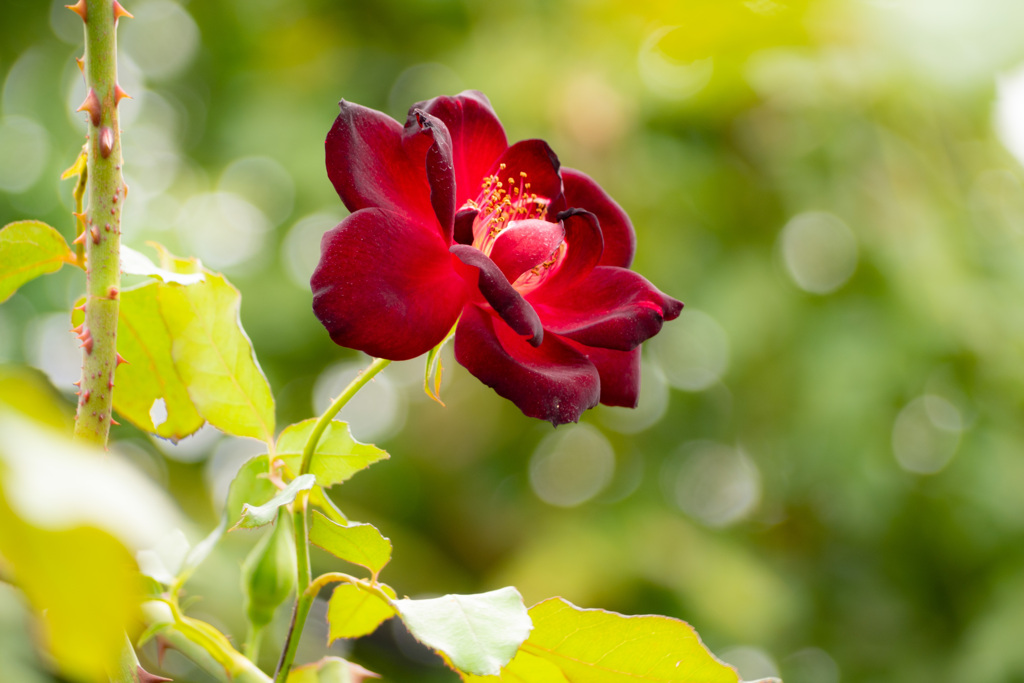 Autumn garden 12