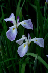 菖蒲 04　永井薄紅