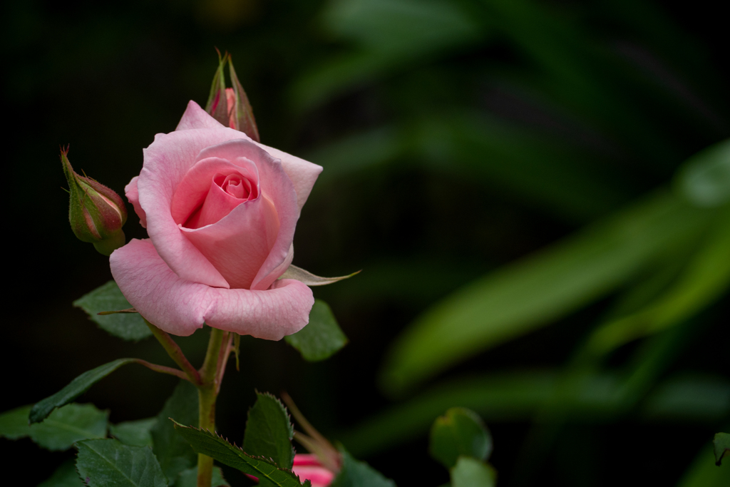 Bridal pink