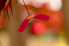 深紅の翼果