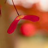 深紅の翼果