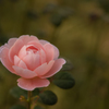 Autumn garden #1
