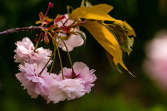 今が満開　八重桜 #2