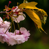 今が満開　八重桜 #2