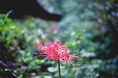 まぼろしの花