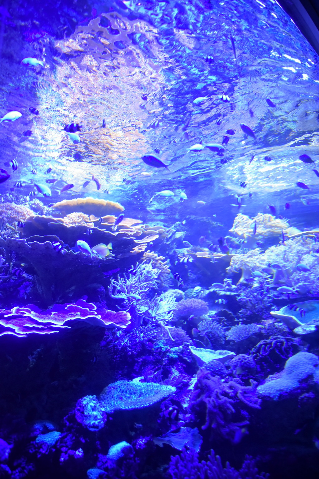 名古屋港水族館