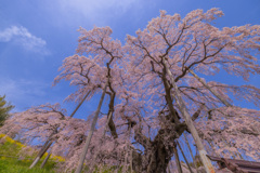 三春滝桜