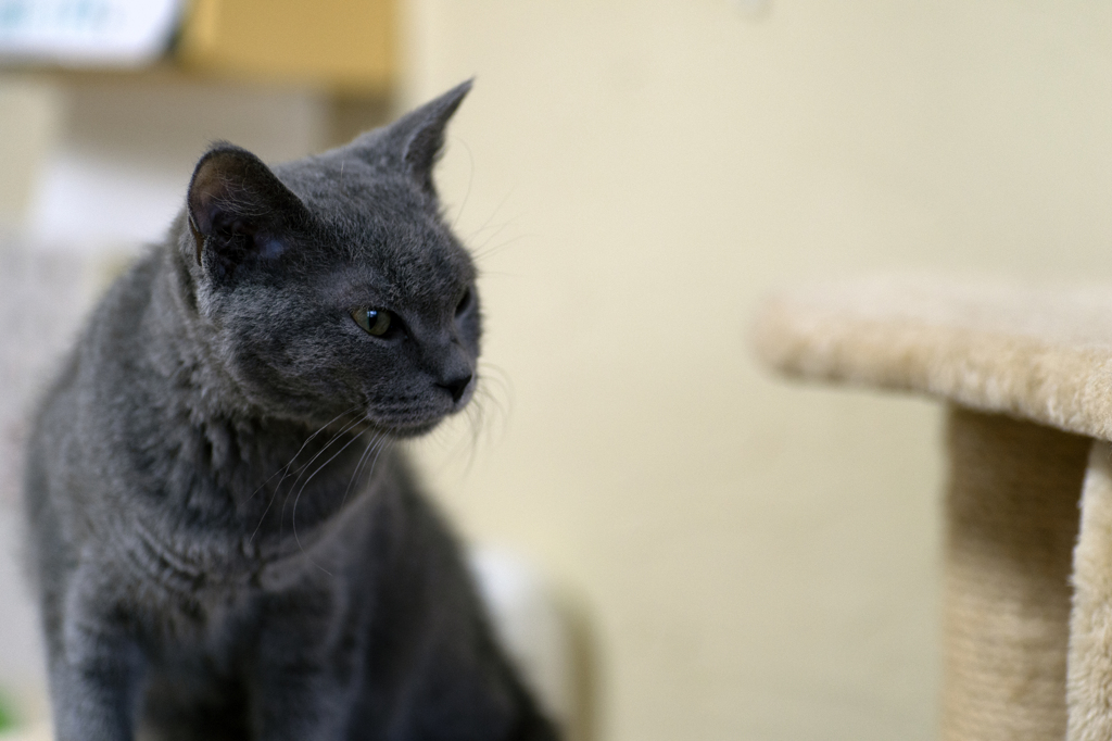 TEST_猫