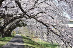 桜並木