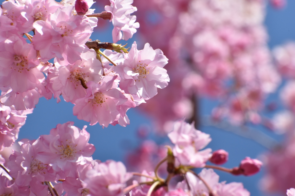 八重桜②