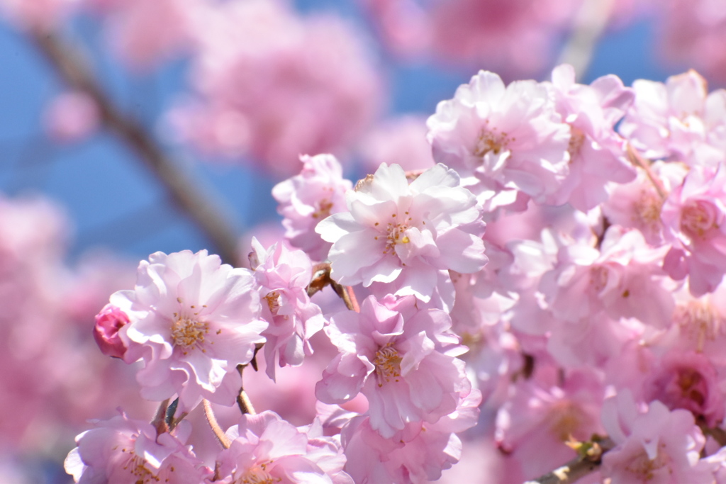 八重桜③