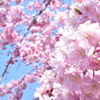 八重桜①
