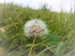 飛んで行きそう