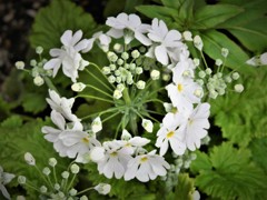 花ー５