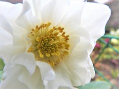 白い　花 (2)