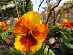 陽だまりの花