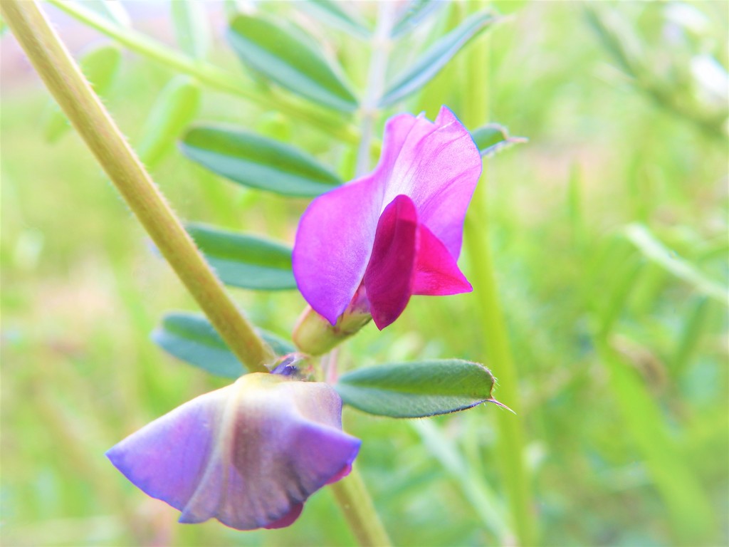 紫の花