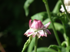 可憐な花