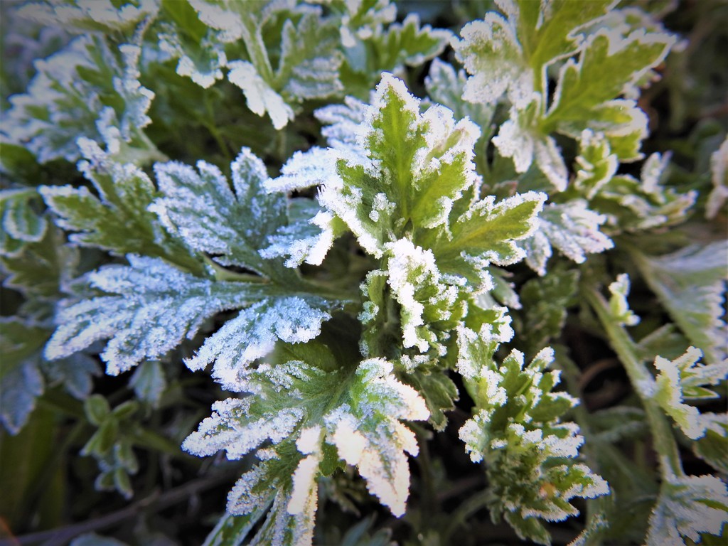 久しぶりの霜