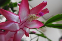 花粉