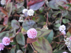 ちいさい花 (1)