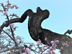 老木