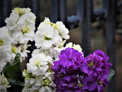 花