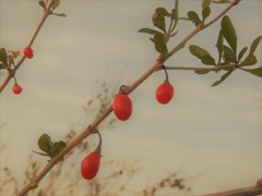 グミ