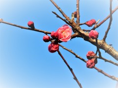 紅