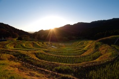 大山千枚田の朝陽