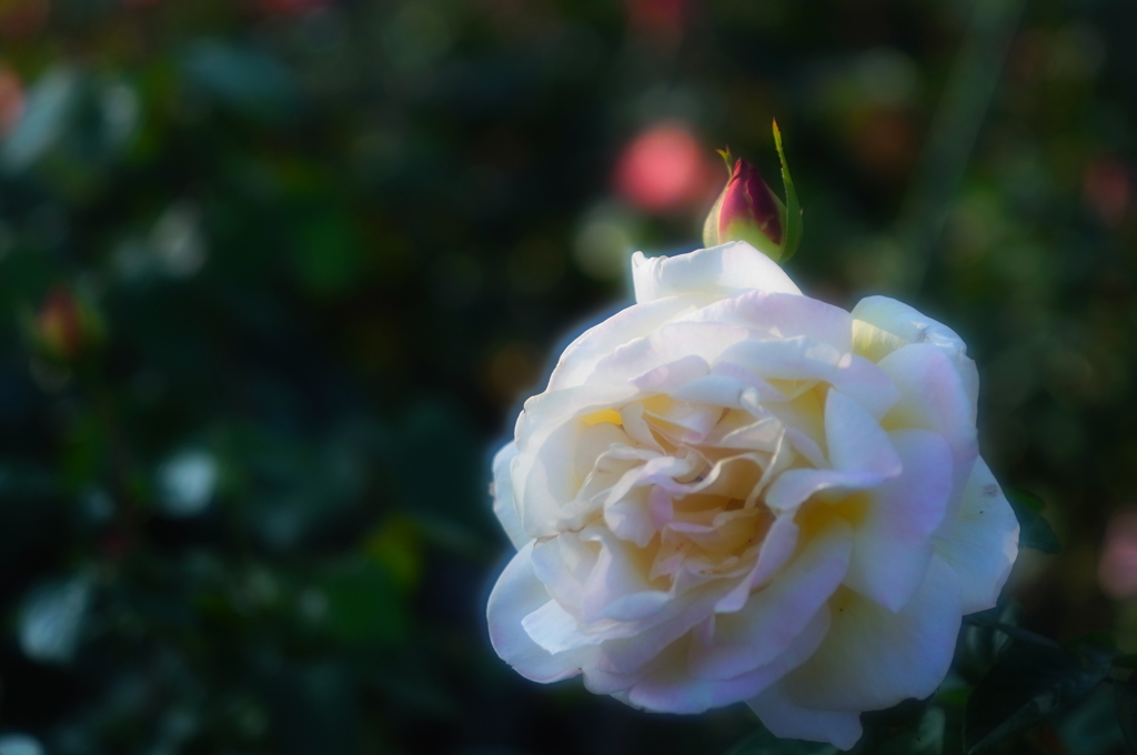 地元の小さな薔薇園3