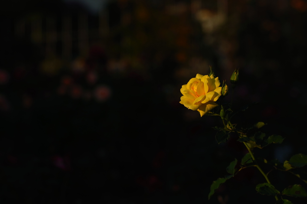 地元の小さな薔薇園6