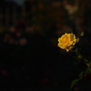 地元の小さな薔薇園6