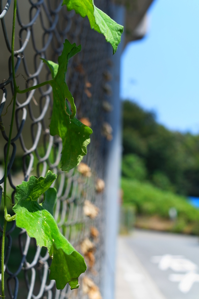 まだ夏か？