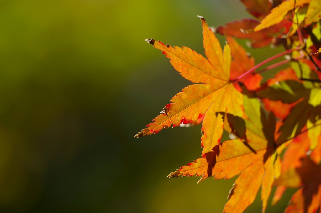 鎌倉の紅葉 背景逆ver By ダッキー Id 写真共有サイト Photohito