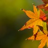 鎌倉の紅葉（背景逆ver.）