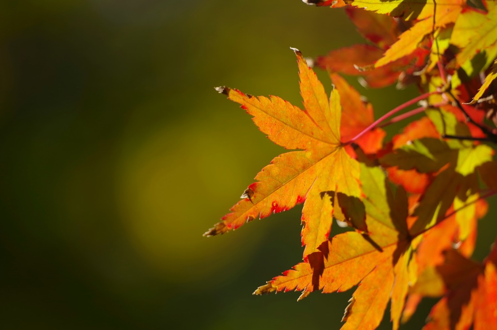 鎌倉の紅葉