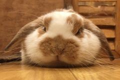 アップ